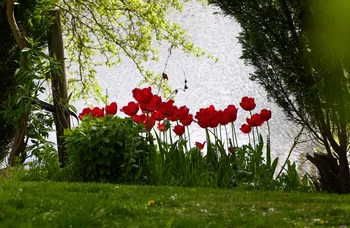 Red flowers by pond.jpg